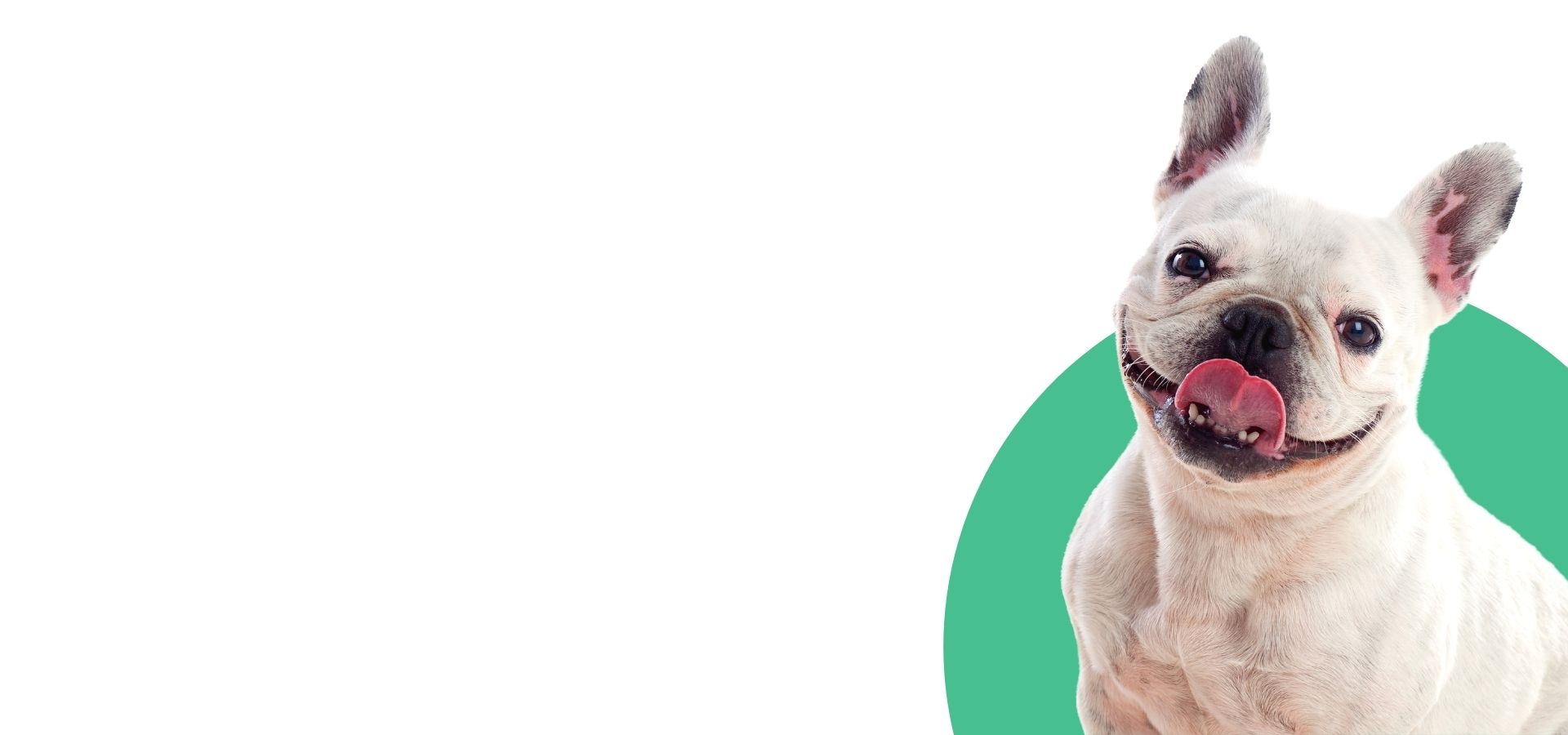 happy french bulldog in front of green circle