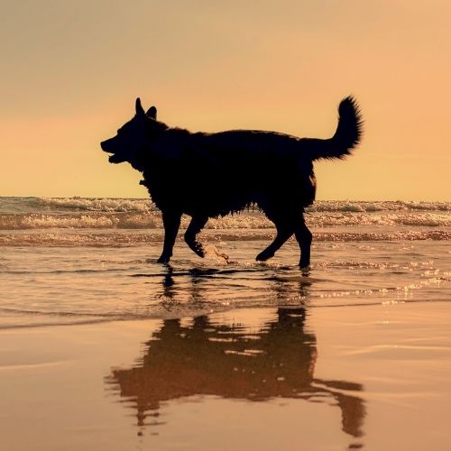 dog on beach 
