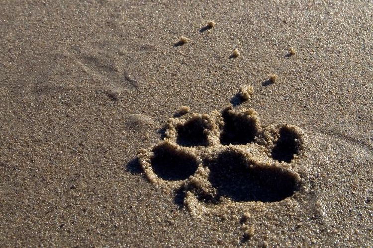 paw print on sand