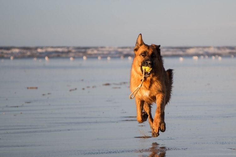brown dog running on beach