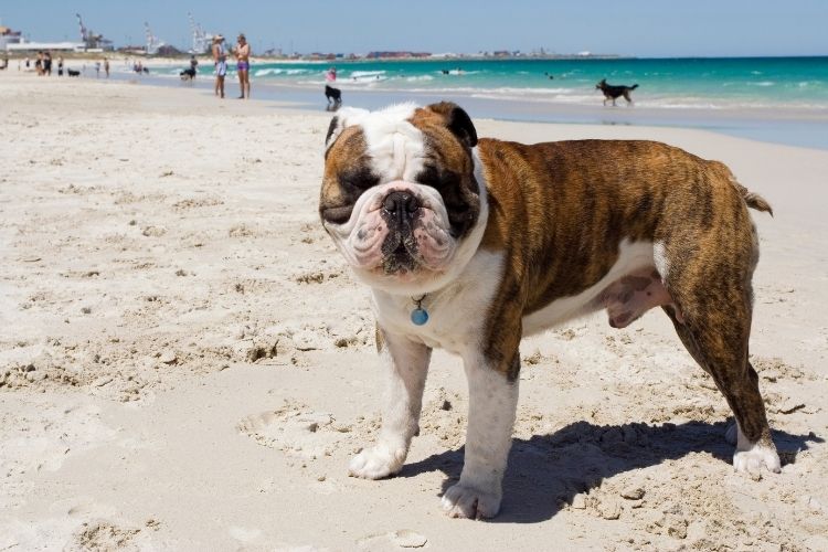 white and brown dog on beach