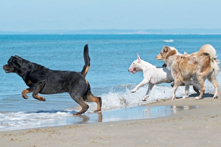 three dogs running into the water