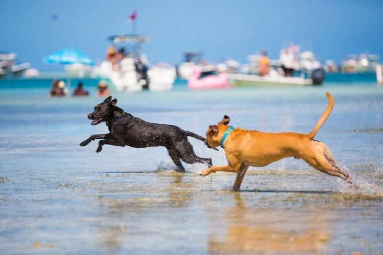 two dogs running on beach