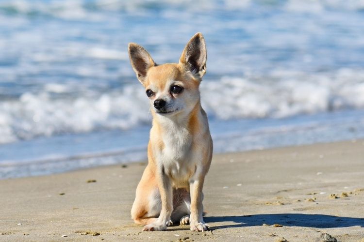 Chihuahua sitting on beach