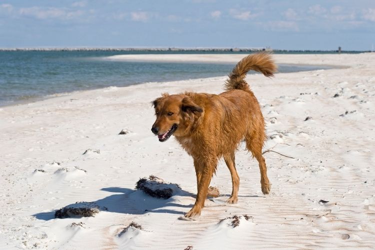 brown dog walking on beach