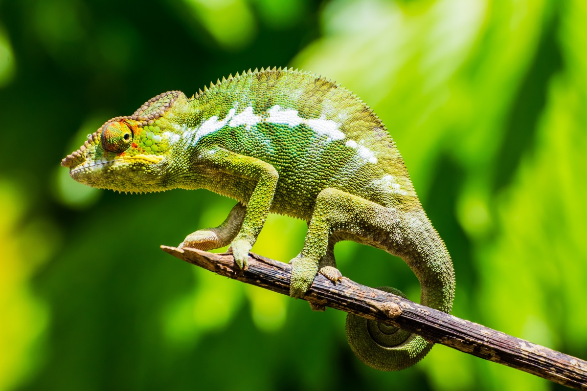 Green chameleon perched on a thin branch