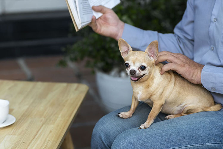 dog sitting on the person lap